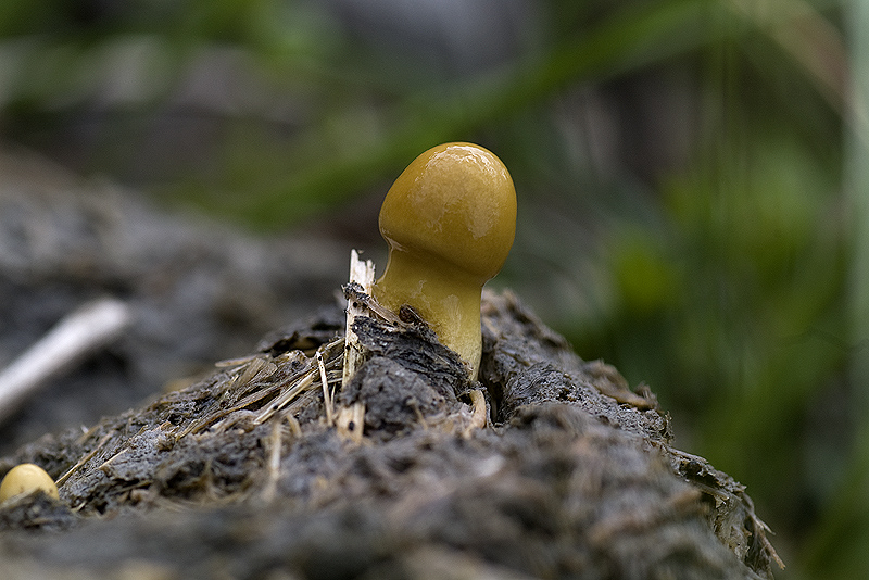 Fimicolo: Stropharia semiglobata